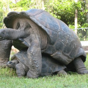 ALDABRA BREEDER