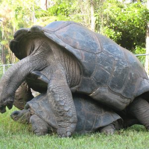 ALDABRA BREEDER