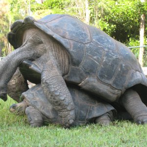 ALDABRA BREEDER