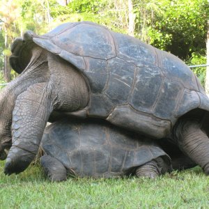 ALDABRA BREEDER