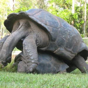 ALDABRA BREEDER
