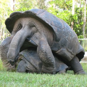 ALDABRA BREEDER