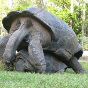 ALDABRA BREEDER