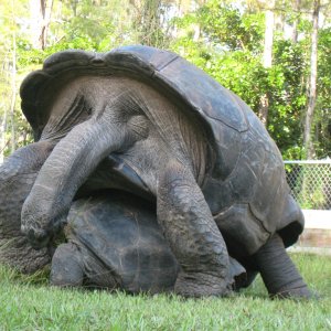 ALDABRA BREEDER