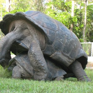 ALDABRA BREEDER