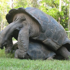 ALDABRA BREEDER