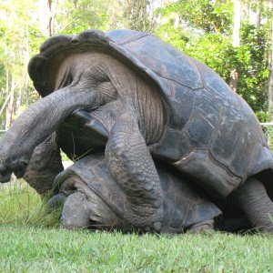 ALDABRA BREEDER
