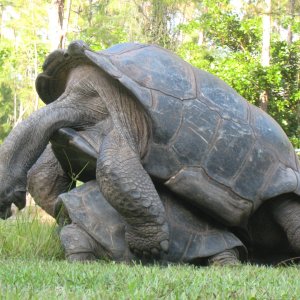 ALDABRA BREEDER