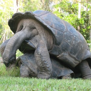 ALDABRA BREEDER