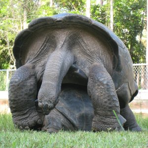 ALDABRA BREEDER