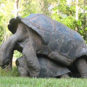 ALDABRA BREEDER
