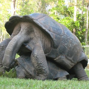 ALDABRA BREEDER