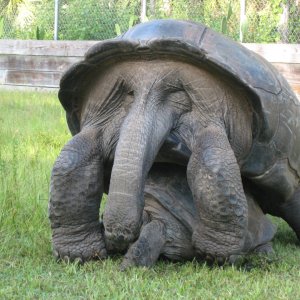 ALDABRA BREEDER