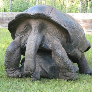 ALDABRA BREEDER