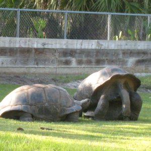 ALDABRA BREEDER