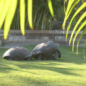 ALDABRA BREEDER