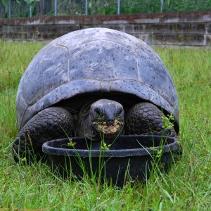 ALDABRA BREEDER