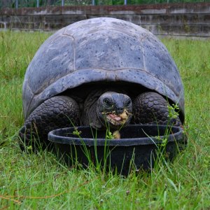ALDABRA BREEDER