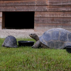 ALDABRA BREEDER