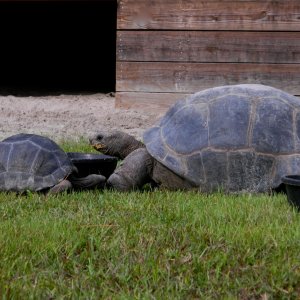 ALDABRA BREEDER