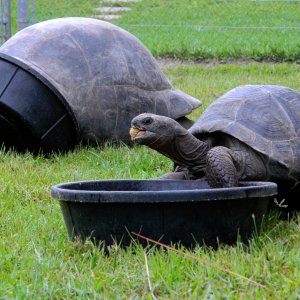 ALDABRA BREEDER
