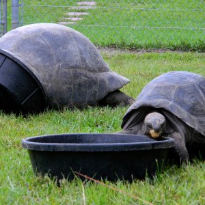 ALDABRA BREEDER