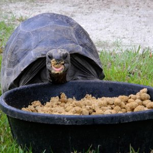 ALDABRA BREEDER