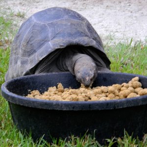 ALDABRA BREEDER