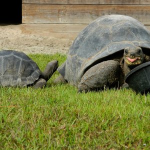 ALDABRA BREEDER