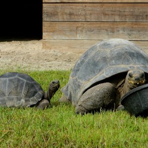 ALDABRA BREEDER