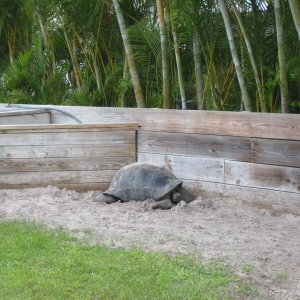 ALDABRA BREEDER