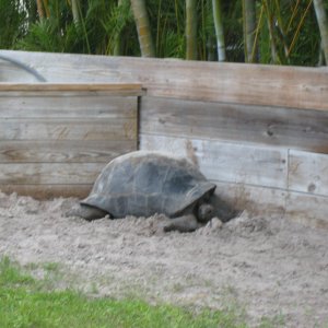 ALDABRA BREEDER