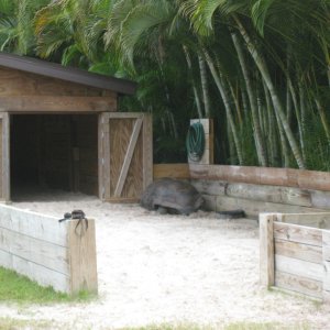 ALDABRA BREEDER