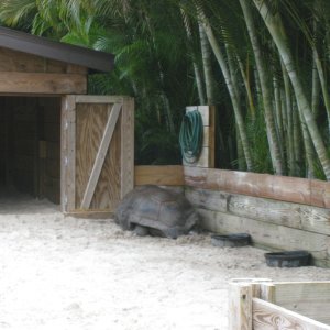 ALDABRA BREEDER