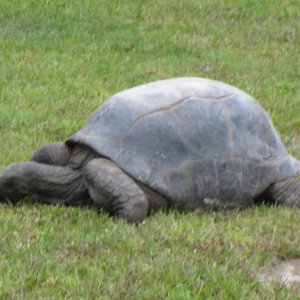 ALDABRA BREEDER