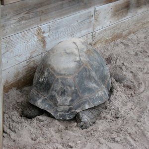ALDABRA BREEDER