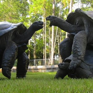 ALDABRA BREEDER