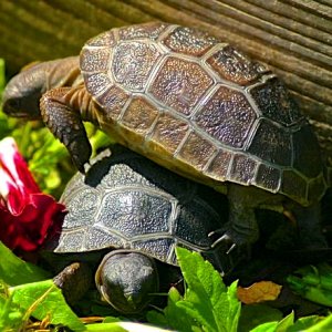 ALDABRA BREEDER
