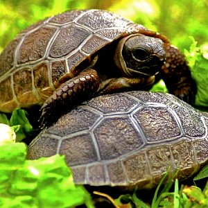 ALDABRA BREEDER