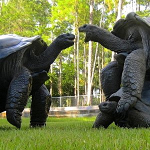 ALDABRA BREEDER
