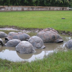 ALDABRA BREEDER
