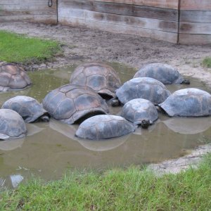 ALDABRA BREEDER