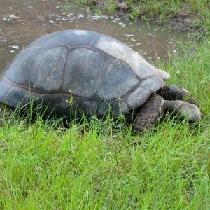 ALDABRA BREEDER