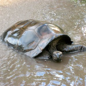 ALDABRA BREEDER