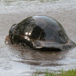 ALDABRA BREEDER