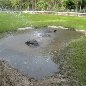 ALDABRA BREEDER