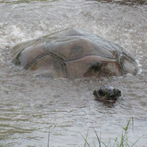 ALDABRA BREEDER