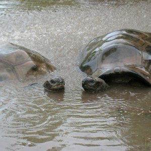 ALDABRA BREEDER