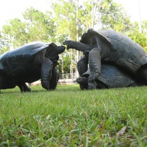 ALDABRA BREEDER