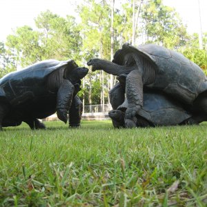 ALDABRA BREEDER
